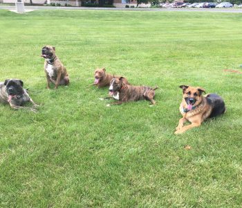 IMG_1050-906f6ec6a8e8ff37e2d4d0e0d8594bbb