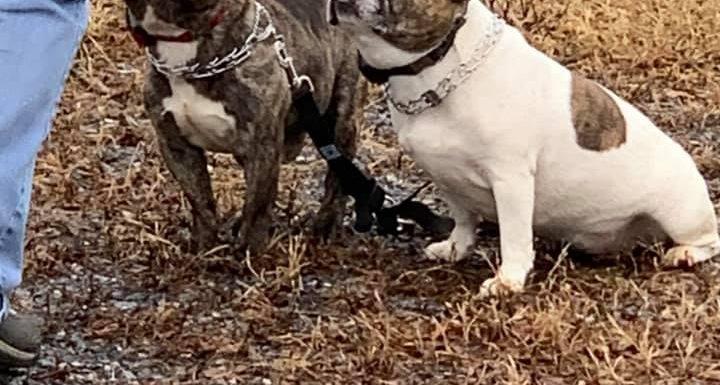 Cabernet & Sauvignon